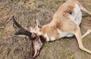 Poached Pronghorn