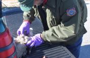 CWD testing