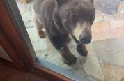 Black Bear looks in residential window