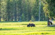 A profile photo of a grizzly bear walking across a green meadow from right to left with pine trees in the background