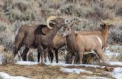 Bighorn Sheep in the Lander Region