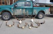 Trophies confiscated by Game and Fish following a multi-year investigation that concluded earlier this year.