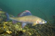Arctic Grayling