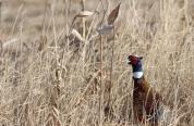 Rooster pheasant 
