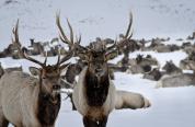 Elk on elk feedground