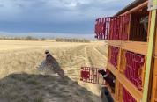 Rooster pheasant release from truck
