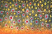 A close up of the scale pattern of a brook trout featuring red and yellow spots. 