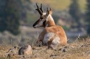 Pronghorn laying down.