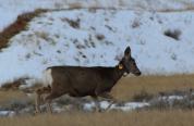 Collared mule deer
