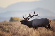 Bull elk bugling in a field.