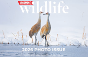 Cover for Wyoming Wildlife Magazine Cover, Photo Issue
