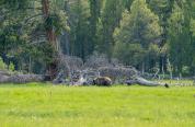  A mother grizzly bear walks in a field of green grass in front of a dead, fallen tree as her small cub follows behind
