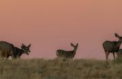 A herd of mule deer on the horizon around sunset. 