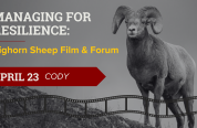 A flyer advertising an event in Cody April 23 for a Bighorn Sheep Film and Forum 