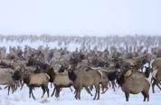 Elk on feedgrounds in the winter