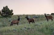 Two cow elk and one spike elk in velvet stand looking at the camera or each other on a green, grassy hill