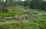 Two doe mule deer stand looking at the camera on a bright green, grassy hill in spring or summer