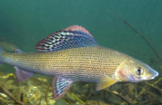 Arctic Grayling