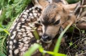 A newborn fawn