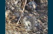 3 fledgling owls on the ground near a tree