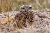 Burrowing Owl