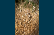 cheatgrass