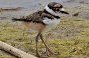 I fluffly juvenile killdeer walks along a muddy shoreline