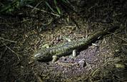 Tiger salamander, one of the species on the SWAP list.