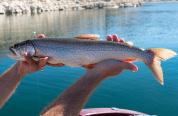 A biologist holds a lake trout after catcthing and tagging the fish with a floy tag