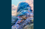 A brown trout submerged in water among rocks and algae