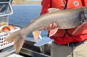 Lake trout at Lake DeSmet