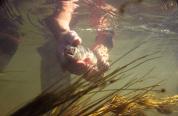 Underwater trout