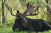 Bull moose with string lights tangled in antlers