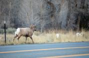 Bighorn Sheep on the side of the road