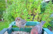 House finch with conjuntivitis at bird feeder