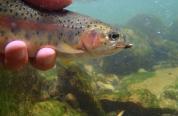 rainbow trout underwater