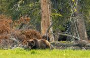 Bear sow and cub near tree in Yellowstone National Park