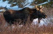 Moose in the Laramie Region