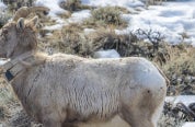 Big horn sheep with collar in Lander Region