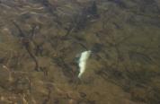 mountain whitefish mortality in the Salt River