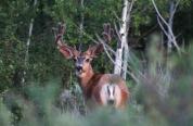 Mule Deer in velvet