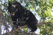 Black bear