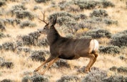 Mule deer running in sagebrush