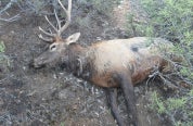 A dead bull elk that was shot and left to waste. 