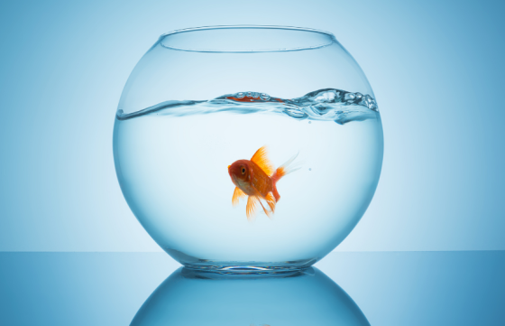 A goldfish swimming in a fish bowl sitting on a blue surface with blue background