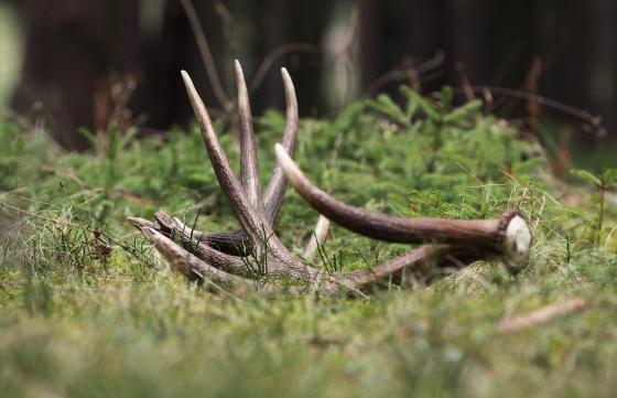 Elk antler