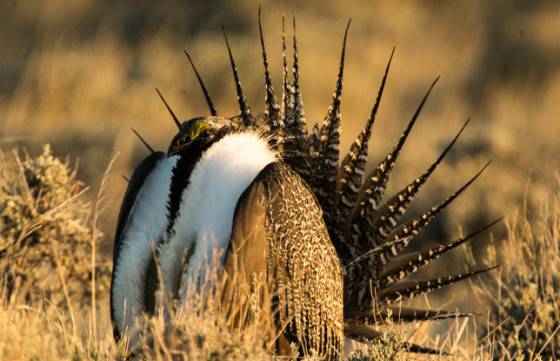 sage grouse