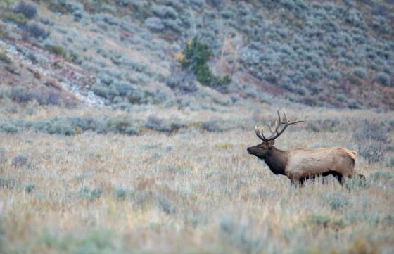 Bull elk