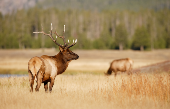 bull elk in Wyoming