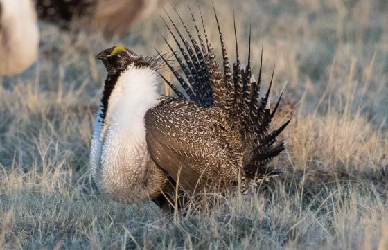 Male sage-grouse struts in grass prairie